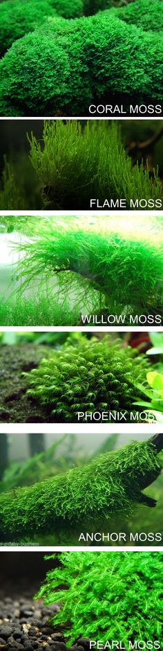 four different types of moss growing in water