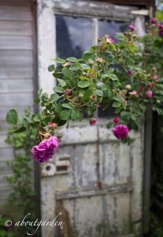 pink flowers growing on the side of an old door