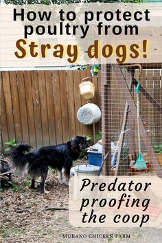 a dog standing next to a fence with the words how to protect poultry from stray dogs