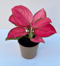 a potted plant with pink flowers in it