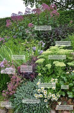 a garden with lots of different types of flowers