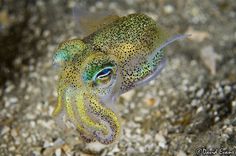 an octopus is sitting on the ground with its eyes open