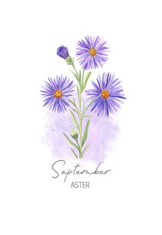 watercolor painting of purple flowers with the words, september aster