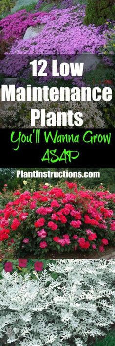 several different types of flowers with the words 12 low maintenance plants you'll want to grow