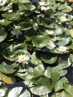 water lilies are growing in the pond