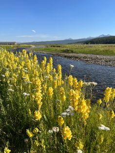 yellow wildflowers line the bank of a river