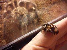 a hand holding a small spider in front of a glass window with dirt on the ground