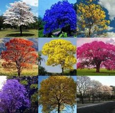 many different types of trees are shown in this collage with blue, yellow and red leaves