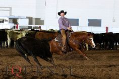 a man riding on the back of a brown horse next to black and white cows