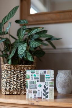 a potted plant sitting on top of a wooden table next to a white vase