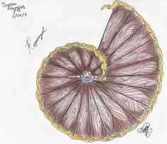 a drawing of a large leaf on a white paper with yellow trimmings and an orange ring around the center