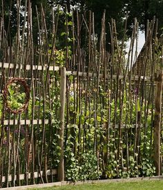 two giraffes standing next to each other behind a fence