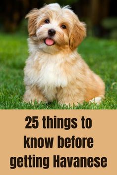 a brown and white dog sitting in the grass with text overlay that reads 25 things to know before getting havanese