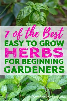 the 7 best easy to grow herbs for beginning gardeners and how to use them