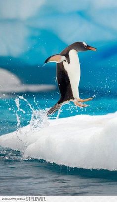 an image of a penguin that is in the air above the water and splashing it's wings