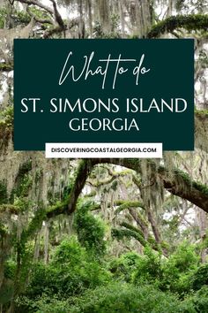 the trees in st simon's island are covered with spanish moss