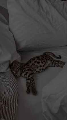 a cat laying on top of a white bed next to pillows