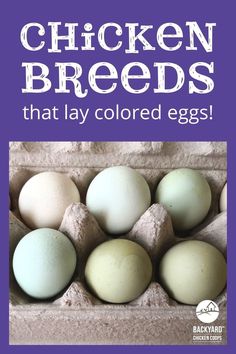 chicken breeds that lay colored eggs in an egg carton with the words, chickens breeds that lay colored eggs