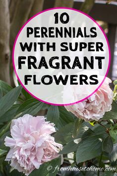 pink flowers with text overlay that reads 10 perennials with super fragrant flowers