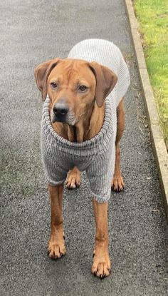 a brown dog wearing a sweater on the street