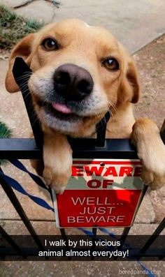 a brown dog is sitting on top of a fence and looking up at the camera