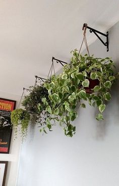 some plants are hanging on the wall