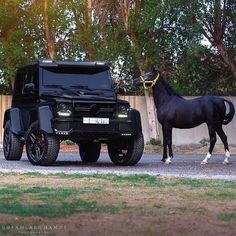 a horse standing next to a black vehicle