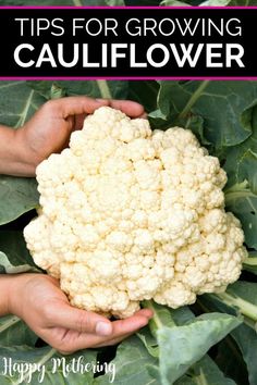 hands holding cauliflower with text overlay that reads tips for growing cauliflower