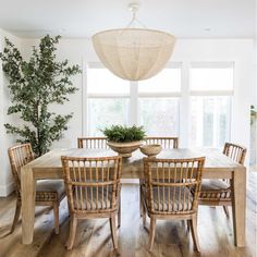 a dining room table with chairs and a potted plant in the center is surrounded by windows