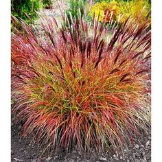 red and yellow grass in the middle of a garden