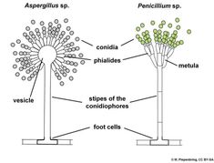 two trees with different parts labeled in the diagram