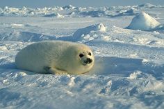 a polar bear is laying in the snow