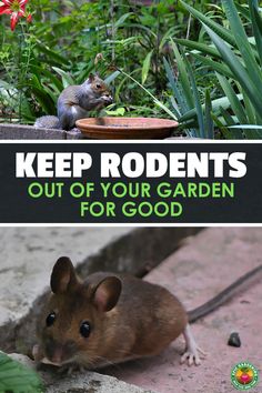 a rodent sitting on the ground next to a potted plant and a sign that says keep rodents out of your garden for good