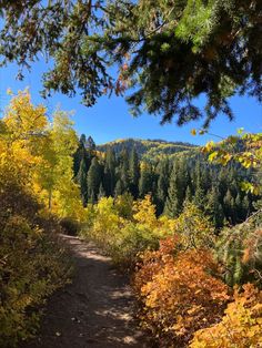 the trail is surrounded by colorful trees and foliage