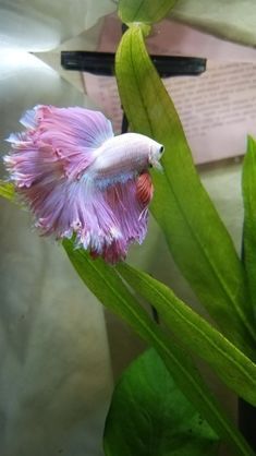 a fish that is swimming in some water next to plants and papers on the wall