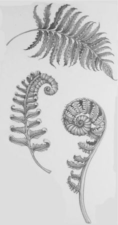 two drawings of plants and leaves on a white background