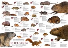 an animal poster with roderos and mouses on it's back side, in spanish