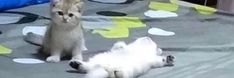 two kittens are playing with each other on the bed and one is laying down