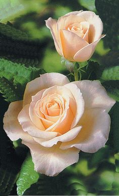 two peach colored roses with green leaves in the foreground and on the far side