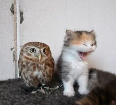 an owl sitting next to a kitten on top of a carpeted floor with it's mouth open