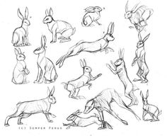 some drawings of rabbits in various poses