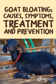 This article will help you determine the causes and signs of goat bloating and provide tips on how to treat and prevent this condition. Types Of Bellies, Goat Health, Feeding Goats, Goat Care, Bloated Stomach, Bloated Belly, Dairy Goats, Goat Farming, Toning Workouts