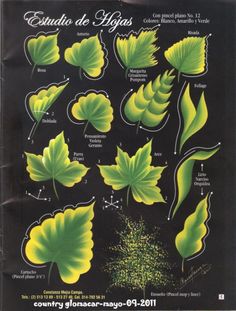 a poster with different types of leaves on it