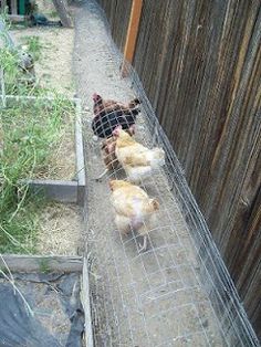 three chickens in a fenced off area