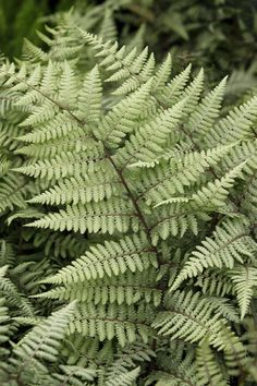 a close up view of some green plants