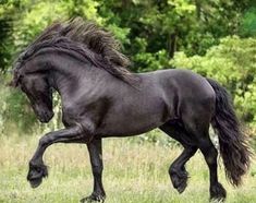 a black horse is galloping through the grass