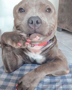 a brown dog laying on top of a blue and white checkered blanket