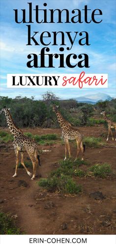 On an African savanna during a safari in Kenya, with text overlay: "ultimate Kenya, Africa Safari  4 day itinerary." Safari Packing List, Luxury African Safari, Safari Vacation, African Plains, Africa Travel Guide, Kenya Travel, Kenya Safari, Luxury Safari, Safari Lodge