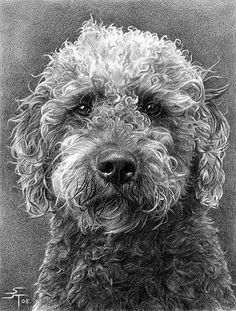 a black and white drawing of a dog with curly hair on it's head