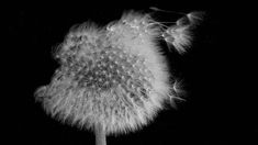 a dandelion with the words i have allergies written in white on it